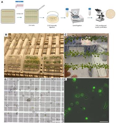Preparing Arabidopsis thaliana root protoplasts for cryo electron tomography